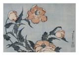 Fleurs de pavot dans la brise