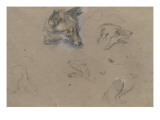 Etudes de renards