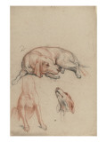 Etudes de chiens