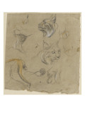 Etudes de têtes et de pattes de lynx