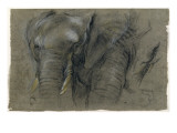 Etudes d'une tête d'éléphant