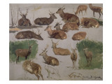 Etude de cerf ; 19 esquisses