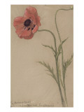 Etude d'un coquelicot