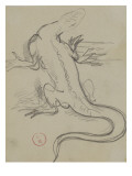 Etude de lézard