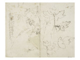 Etude d'herbes  de fleurs et feuilles