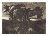 Etude de vaches
