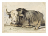 Etude de bovidé mâle couché