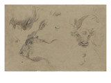 études de têtes de bisons