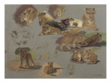 Etude de lions  de lionnes et de lionceaux  17 esquisses