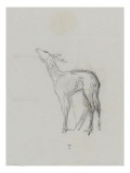 Etude de biche