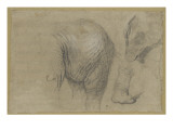 Etudes du corps d'un éléphant