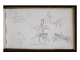 Carnet de croquis : études de crabe