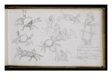 Carnet de croquis : études de crabes et diverses études