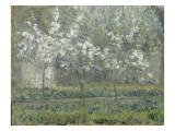 Printemps Pruniers en fleurs  dit : Potager  arbres en fleurs  printemps  Pontoise