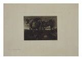 Etude de vaches