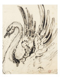 Etude de cygne pour Léda