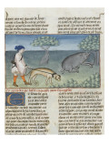 Le Livre de la chasse de Gaston Phébus : comment chasser le sanglier