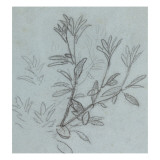 Etude de plante