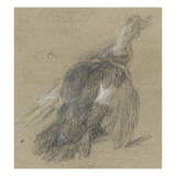 Etude de canard
