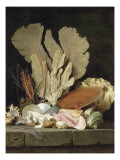 Nature morte avec panache de mer  coquillages et lithophytes