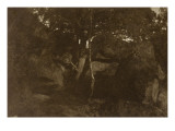 Etude d'après nature Fontainebleau (Arbres et rochers Fontainebleau)