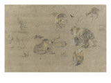 Etudes d'ours