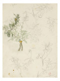 Etudes de branches d'oranger ou d'olivier  étude de batracien
