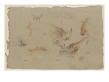 Etudes sur le lynx