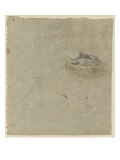 Etudes de corps d'oiseaux