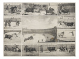 Scènes de tauromachie en Espagne