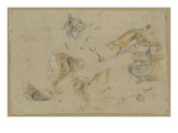 Etudes de têtes et de corps de lynx