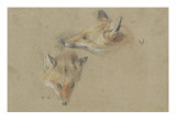 Etude de deux têtes de renards