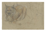 Etude d'un lynx  de face