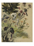 Etudes de fleurs : Soucis  hortensias et reines- marguerites; vers 1840-1850