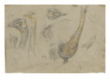 Etudes d'autruches