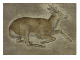Etude d'un jeune cerf
