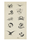 Vignettes à décors floral et animalier : poissons  libellules  oiseaux  crustacés  tigre
