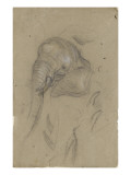 Etudes d'une tête d'éléphant et de défenses
