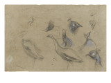 Etudes de paons