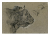 Etudes d'une tête de bison