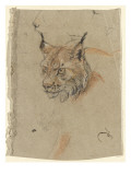 Etude d'une tête de lynx