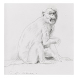 Etude de singe