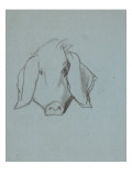 Etude de tête de cochon