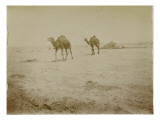 Voyage en Algérie : chameaux près de Biskra