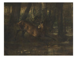 Le rut du printemps  combat de cerfs