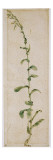 Plante de tabac
