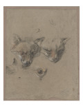 Deux têtes de renards et un oeil