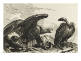 Les aigles et griffons