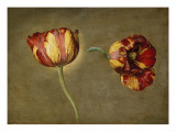 Double de de tulipes