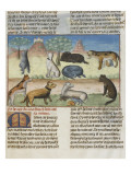 Le Livre de la chasse de Gaston Phébus : le mastiff ou mâtin  chien de garde